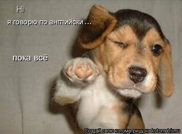 Котоматрица: Hi я говорю по английски  пока всё ...