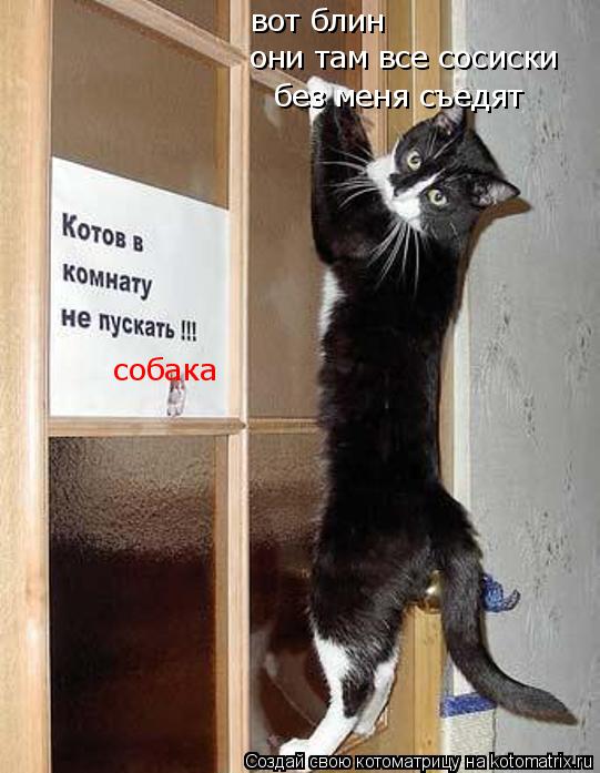 Котоматрица: собака вот блин  они там все сосиски без меня съедят