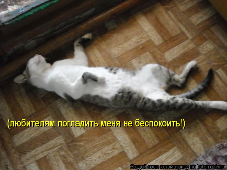 Котоматрица: (любителям погладить меня не беспокоить!) (любителям погладить меня не беспокоить!)