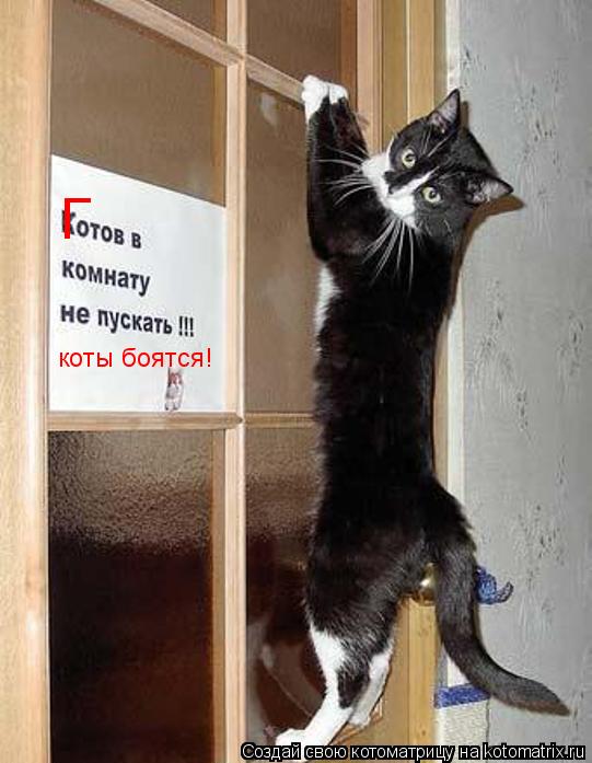 Котоматрица: Г коты боятся!
