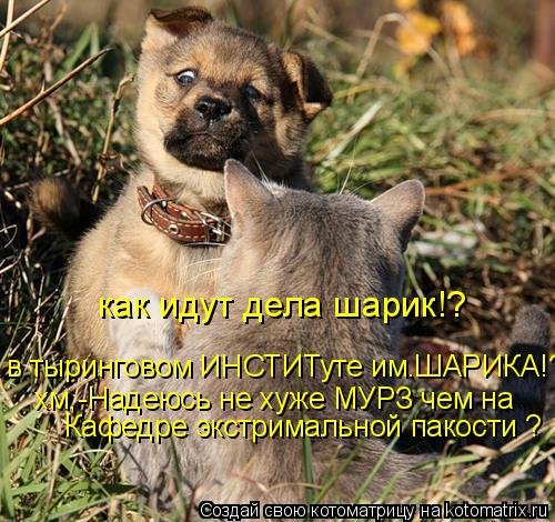 Котоматрица: как идут дела шарик!? в тыринговом ИНСТИТуте им.ШАРИКА!? хм,-Надеюсь не хуже МУРЗ чем на Кафедре экстримальной пакости ?