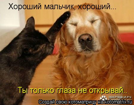 Котоматрица: Хороший мальчик, хороший... Ты только глаза не открывай..