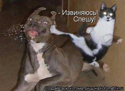 Котоматрица: - Извиняюсь! Спешу!