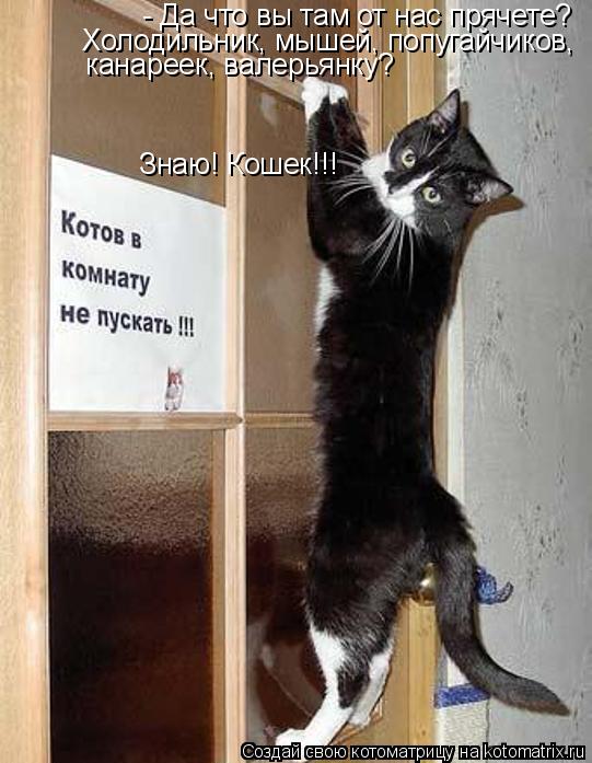 Котоматрица: - Да что вы там от нас прячете? Холодильник, мышей, попугайчиков, канареек, валерьянку? Знаю! Кошек!!!