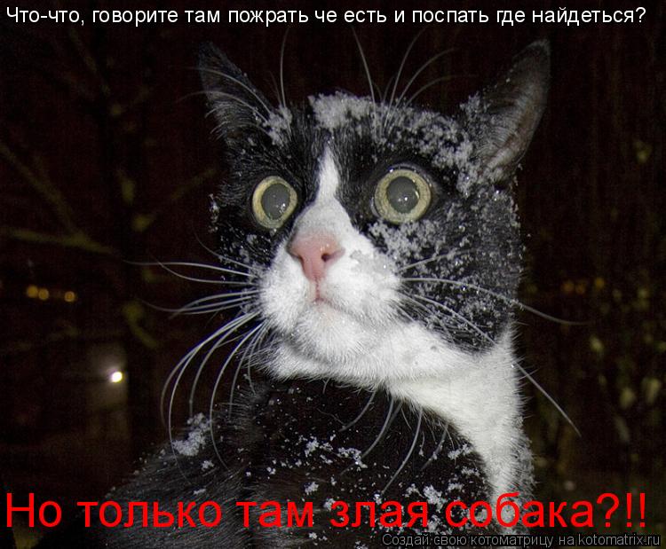 Котоматрица: Что-что, говорите там пожрать че есть и поспать где найдеться? Но только там злая собака?!!