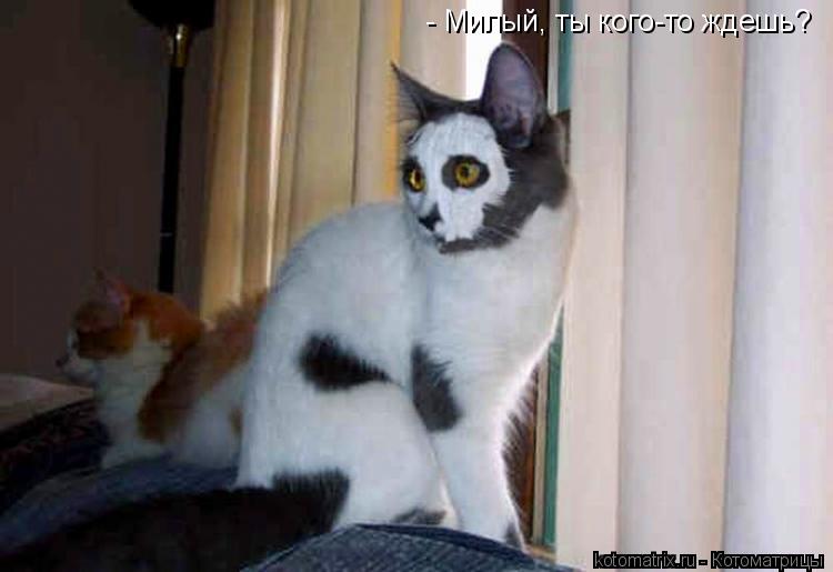 - Милый, ты кого-то ждешь?... Котоматрица: - Милый, ты кого-то ждешь?