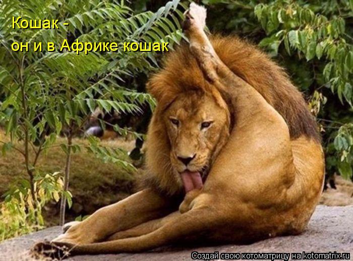 Кошак - он и в Африке кошак... Котоматрица: Кошак - он и в Африке кошак