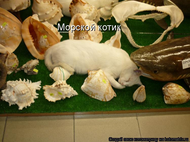 Морской котик... Котоматрица: Морской котик