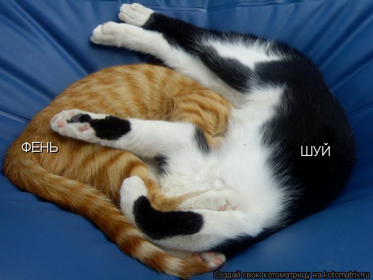 Котоматрица: ФЕНЬ      ШУЙ