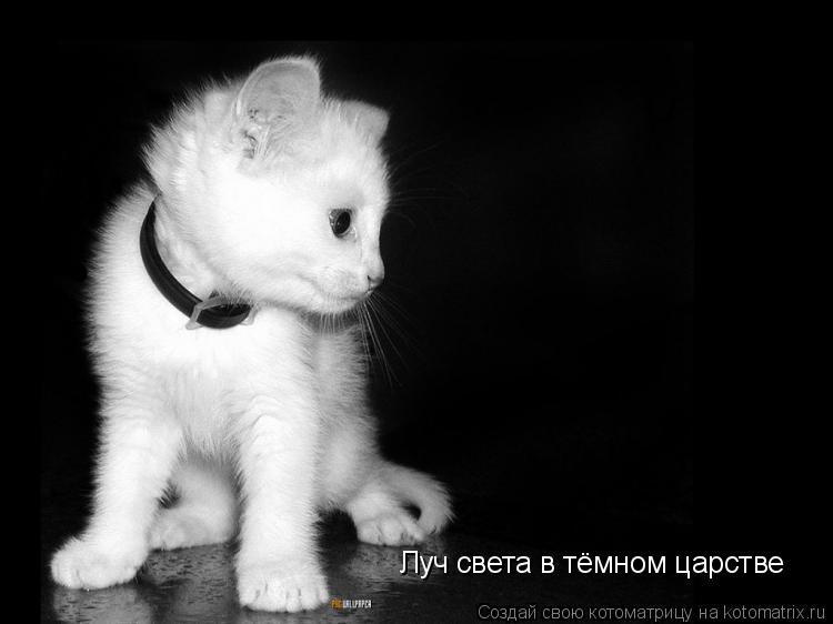 Луч света в тёмном царстве... Котоматрица: Луч света в тёмном царстве