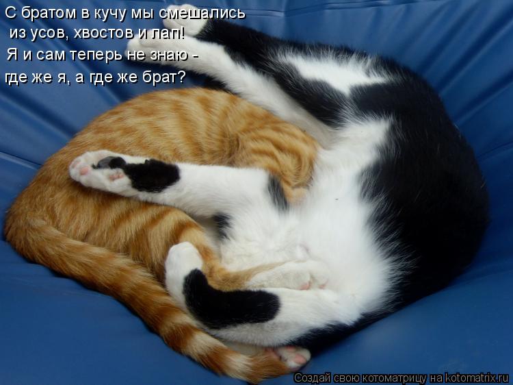 С братом в кучу мы смешались из усов, хвостов и лап! Я и сам теперь не знаю - где же я, а где же... Котоматрица: С братом в кучу мы смешались из усов, хвостов и лап! Я и сам теперь не знаю - где же я, а где же брат?