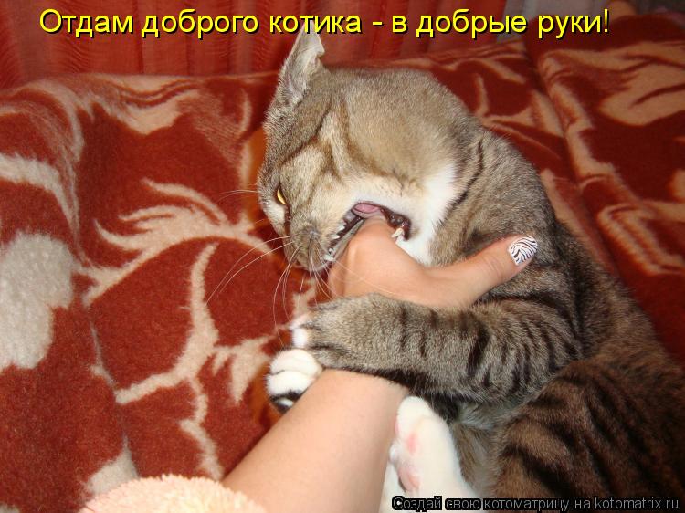 Котоматрица: Отдам доброго котика - в добрые руки!