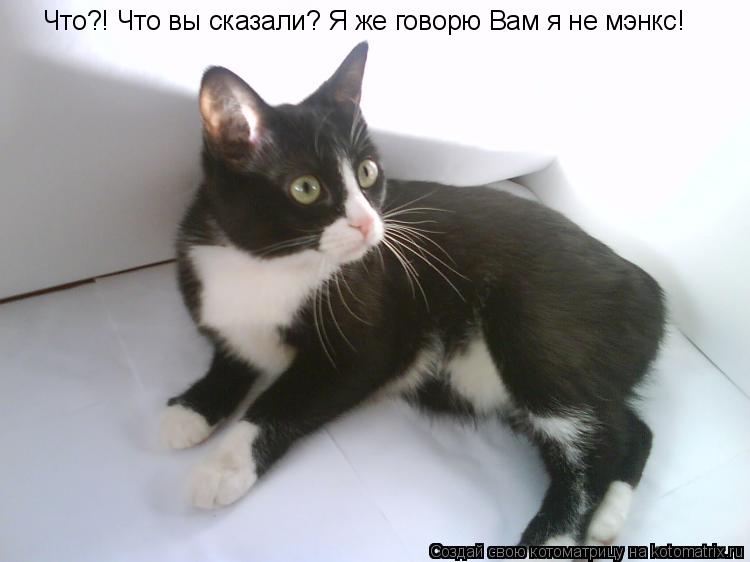 Котоматрица: Что?! Что вы сказали? Я же говорю Вам я не мэнкс!