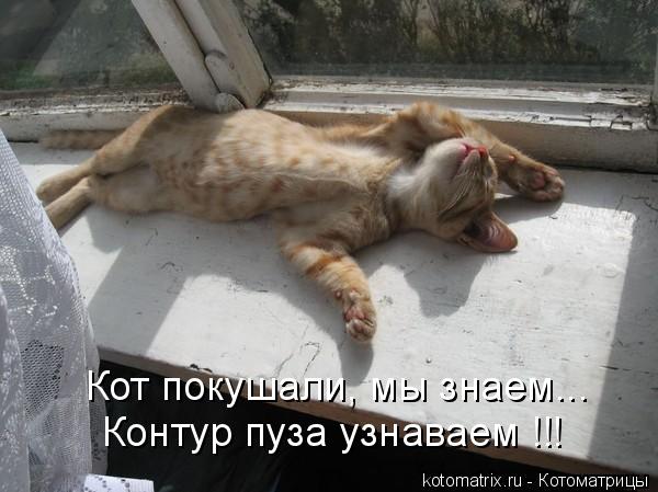 Котоматрица: Контур пуза узнаваем !!! Кот покушали, мы знаем...