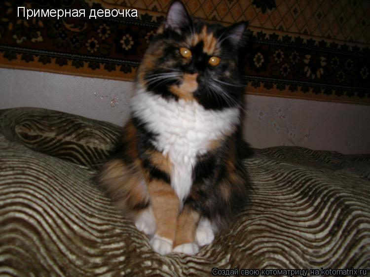 Котоматрица: Примерная девочка