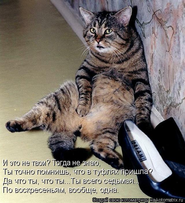 Котоматрица: И это не твои? Тогда не знаю, Ты точно помнишь, что в туфлях пришла? Да что ты, что ты...Ты всего седьмая... По воскресеньям, вообще, одна.