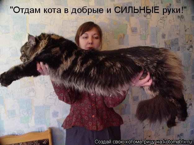 "Отдам кота в добрые и СИЛЬНЫЕ руки!"... Котоматрица: "Отдам кота в добрые и СИЛЬНЫЕ руки!"