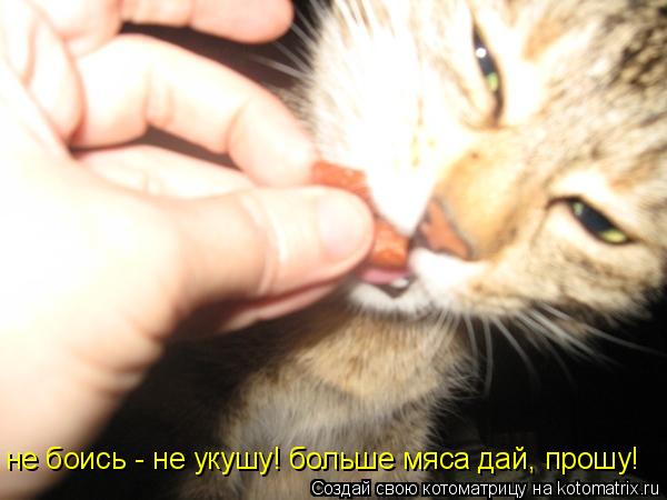 Котоматрица: не боись - не укушу! больше мяса дай, прошу!
