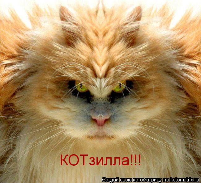 КОТзилла!!!... Котоматрица: КОТзилла!!!