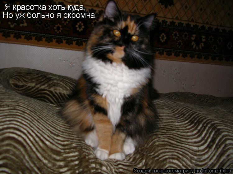 Я красотка хоть куда, Я красотка хоть куда, Но уж больно я скромна.... Котоматрица: Я красотка хоть куда, Я красотка хоть куда, Но уж больно я скромна.