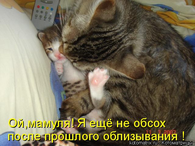 Котоматрица: Ой,мамуля! Я ещё не обсох  после прошлого облизывания !