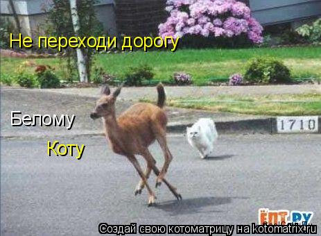 Не переходи дорогу Белому Коту... Котоматрица: Не переходи дорогу Белому Коту
