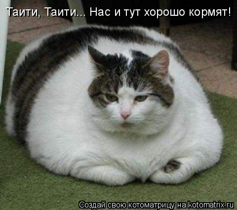Таити, Таити... Нас и тут хорошо кормят!... Котоматрица: Таити, Таити... Нас и тут хорошо кормят!
