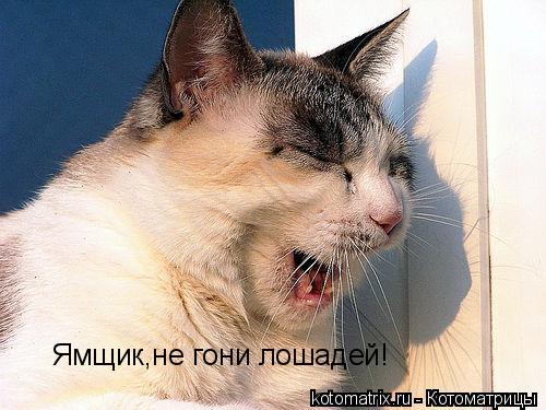 Ямщик,не гони лошадей!... Котоматрица: Ямщик,не гони лошадей!