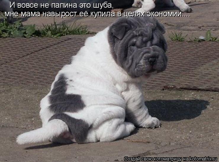И вовсе не папина это шуба, мне мама навырост её купила в целях экономии....... Котоматрица: И вовсе не папина это шуба, мне мама навырост её купила в целях экономии....