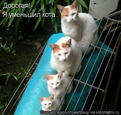 Дорогая! Я уменьшил кота..... Котоматрица: Дорогая! Я уменьшил кота..