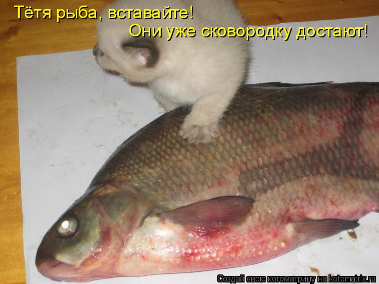 Котоматрица: Тётя рыба, вставайте! Они уже сковородку достают!