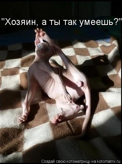 "Хозяин, а ты так умеешь?"... Котоматрица: "Хозяин, а ты так умеешь?"