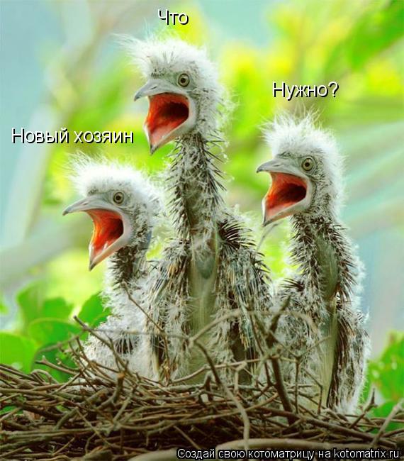 Что Новый хозяин Нужно?... Котоматрица: Что Новый хозяин Нужно?