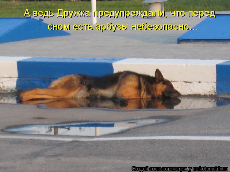 А ведь Дружка предупреждали, что перед сном есть арбузы небезопасно...... Котоматрица: А ведь Дружка предупреждали, что перед сном есть арбузы небезопасно...