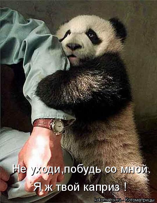 Не уходи,побудь со мной. Я ж твой каприз !... Котоматрица: Не уходи,побудь со мной. Я ж твой каприз !