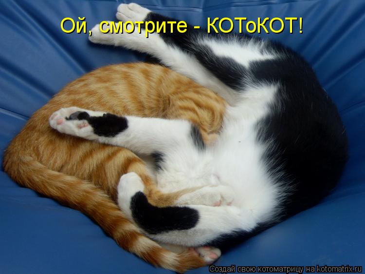 Ой, смотрите - КОТоКОТ!... Котоматрица: Ой, смотрите - КОТоКОТ!