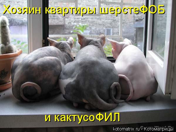 Хозяин квартиры шерстеФОБ и кактусоФИЛ... Котоматрица: Хозяин квартиры шерстеФОБ и кактусоФИЛ