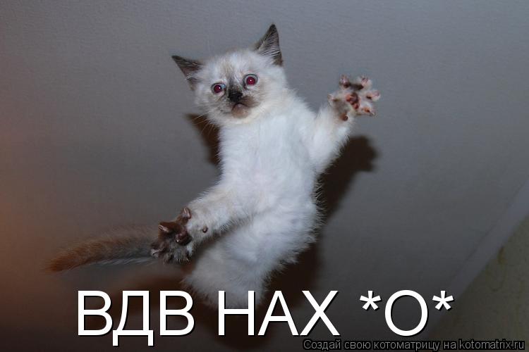 ВДВ НАХ *О*... Котоматрица: ВДВ НАХ *О*