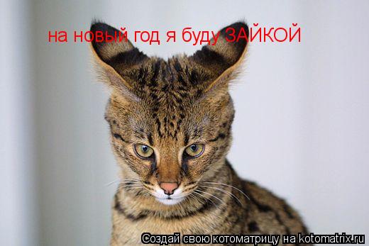 на новый год я буду ЗАЙКОЙ... Котоматрица: на новый год я буду ЗАЙКОЙ