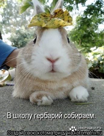 - В школу гербарий собираем.... Котоматрица: - В школу гербарий собираем.