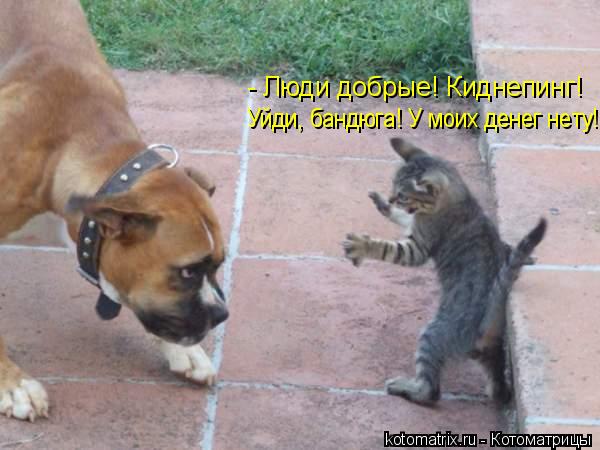 - Люди добрые! Киднепинг! Уйди, бандюга! У моих денег нету!... Котоматрица: - Люди добрые! Киднепинг! Уйди, бандюга! У моих денег нету!
