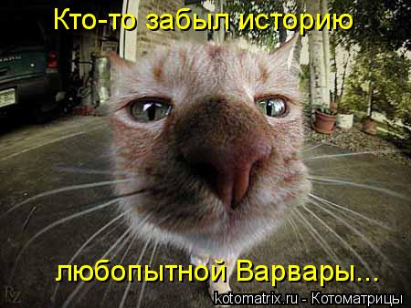 Кто-то забыл историю любопытной Варвары...... Котоматрица: Кто-то забыл историю любопытной Варвары...