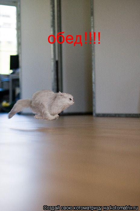 обед!!!!... Котоматрица: обед!!!!