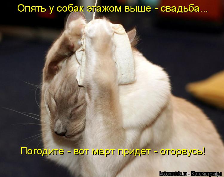 Котоматрица: Опять у собак этажом выше - свадьба... Погодите - вот март придет - оторвусь!