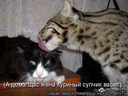 (А дома щас жена куриный супчик варит)...... Котоматрица: (А дома щас жена куриный супчик варит)...