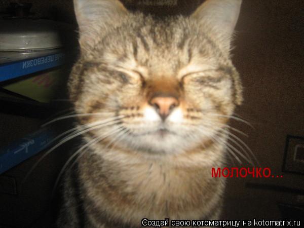 молочко...... Котоматрица: молочко...