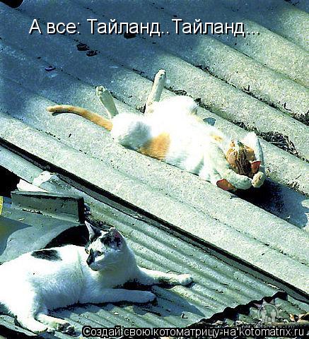 А все: Тайланд..Тайланд...... Котоматрица: А все: Тайланд..Тайланд...