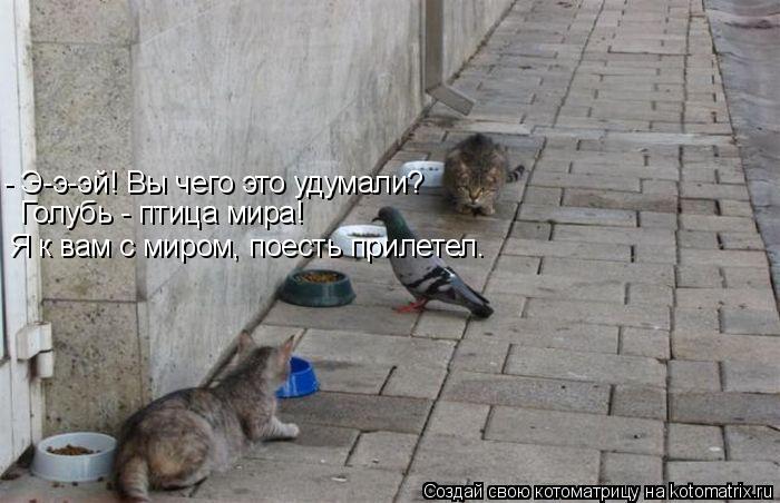 - Э-э-эй! Вы чего это удумали? Голубь - птица мира! Я к вам с миром, поесть прилетел.... Котоматрица: - Э-э-эй! Вы чего это удумали? Голубь - птица мира! Я к вам с миром, поесть прилетел.