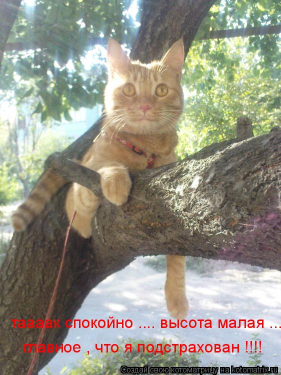 таааак спокойно .... высота малая ... главное , что я подстрахован !!!!... Котоматрица: таааак спокойно .... высота малая ... главное , что я подстрахован !!!!