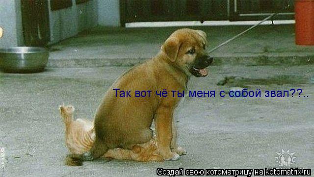 Так вот чё ты меня с собой звал??..... Котоматрица: Так вот чё ты меня с собой звал??..